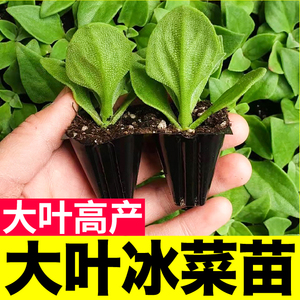 大叶高产水晶冰菜苗秧幼苗更大冰粒台湾水晶冰菜种子四季阳台盆栽