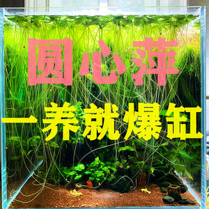 金鱼缸圆心苹果浮萍可防止减少斗鱼跳缸净化水质淡水族箱造景水草