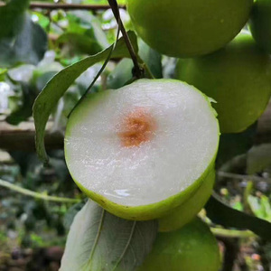 台湾牛奶特大青枣嫁接枣树苗贵妃蜜枣脆甜水分多全国种植当年结果