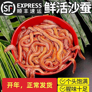 活沙蚕 红青虫鲈鱼饵 海蚯蚓海蜈蚣海钓鱼饵料沙蚕饵海蚯蚓顺丰