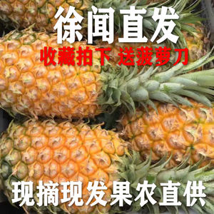 正宗广东徐闻菠萝应季湛江曲界新鲜现摘水果香水小大菠萝凤梨包邮