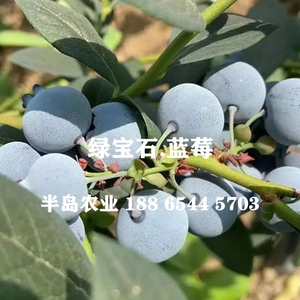 特大果蓝莓水果树苗新品种绿宝石蓝莓大树苗盆栽地栽南方北方种植