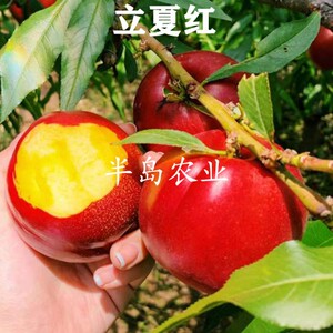 嫁接特早熟黄肉油桃苗南北方种植立夏红油桃树苗地栽当年结果带土