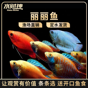 小型热带观赏鱼七彩丽丽鱼红蓝丽丽黄金马甲球鱼蓝曼龙球鱼活体鱼