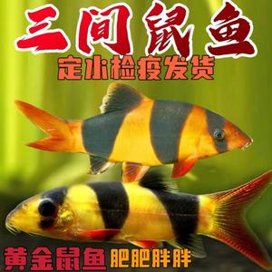 热带观赏鱼三间鼠鱼小丑泥鳅三间鼠清缸工具鱼活体宠物鱼底层鱼