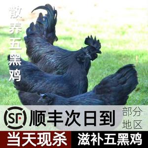 纯种五黑鸡绿壳蛋鸡乌鸡蛋农家散养纯黑黑乌鸡乌骨鸡黑肉鸡五黑鸡