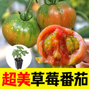 草莓番茄苗子种子西红柿秧苗东北铁皮柿子超甜阳台蔬菜苗种子