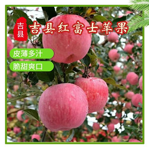 旱园牌山西壶口苹果红富士脆甜糖点19以上吉县新鲜一级果净9.0斤