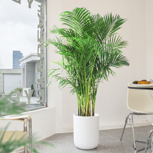 散尾葵盆栽凤尾竹好养大颗办公室客厅落地绿植真花卉室内大型植物