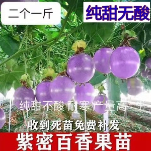 新品种紫蜜一号百香果甜蜜蜜二个一斤甜品种耐寒性强南北果树苗