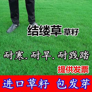 进口结缕草草坪草籽台湾2号种子矮生四季常青庭院绿化台湾青草籽