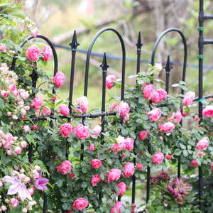 铁艺篱笆月季爬藤架铁线莲蔷薇支撑杆庭院花园艺藤本种植户外栅栏