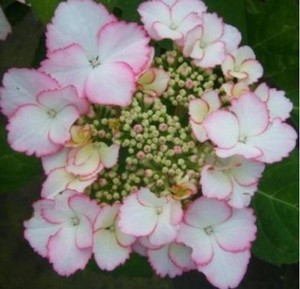 绣球花爱你的吻love You Kiss 紫阳花八仙花盆栽地栽花卉阳台庭 阿里巴巴找货神器 绣球花爱你的吻love You Kiss 紫阳花八仙花盆栽地栽花卉阳台庭 阿里巴巴找货神器