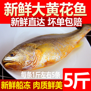 新鲜大黄花鱼5条5斤小黄鱼冷冻生鲜海鲜水产鲜活冰鲜深海海鱼整箱