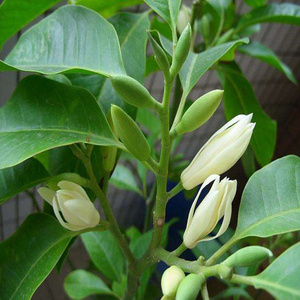 白兰花盆栽绿植室内多季白玉兰树苗嫁接黄桷兰庭院当年开花浓香型
