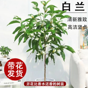 白兰花玉兰树苗花卉植物室内庭院绿植易活带花苞四季开黄角兰盆栽