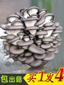 平菇蘑菇菌包菌棒种植食用种植香金针种植菌包种植袋阳台网红包邮