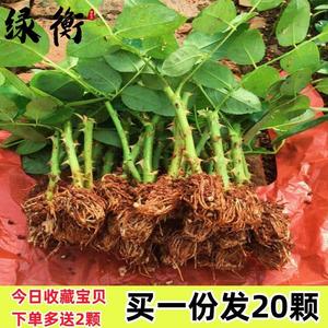 玫瑰花苗盆栽树苗浓香型花卉大月季花苗四季开花庭院绿化扦插小苗