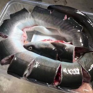 [2斤整条]海鳗鱼新鲜潮汕海鲜水产乌耳鳗大条河鳗鱼鲜活