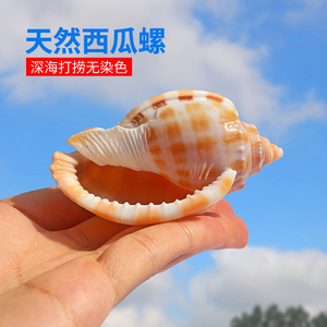 西瓜螺天然贝壳海螺鱼缸水族造景卷贝鱼寄居蟹繁殖壳创意多肉盆栽