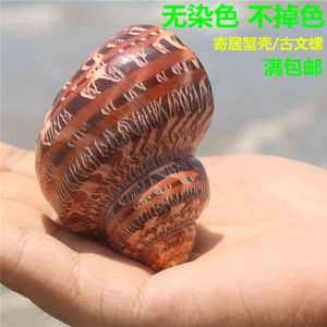 【螺贝艺】古文螺猫眼蝾螺卷贝鱼寄居蟹备用替换壳天然海螺鱼缸用