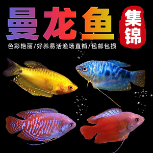 曼龙鱼热带观赏鱼红曼龙蓝曼龙五彩丽丽马甲球活体小型淡水鱼好养
