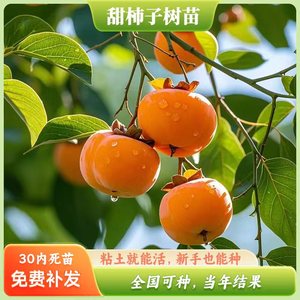 无核脆甜柿子树苗特大带土南方北方种植庭院盆栽地栽阳台黑柿果树