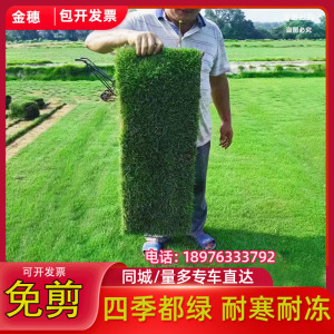 绿植草坪真草矮生免剪庭院工程绿化台湾草带泥土马尼拉四季青草皮