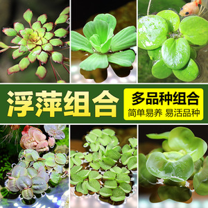 浮萍水草植物鱼缸造景水培植物和鱼共养冒泡一叶莲水芙蓉水葫芦