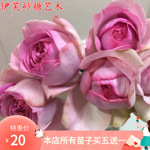 伊芙砂糖艺术 伊芙砂糖艺术品牌 价格 阿里巴巴