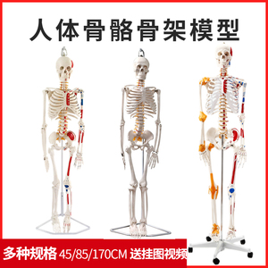 政河人体骨骼模型骨架全身骷髅头正骨练习脊柱腰椎健身瑜伽房摆件