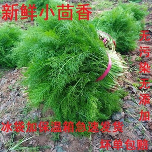 小茴香菜新鲜现摘茴香苗带根自家种植现摘现发包邮