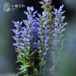 小椿日和 多花筋骨草 日本姬十二耐阴花镜庭院地被花卉彩叶植物