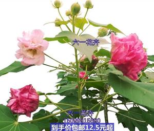 瓣醉秋天种的3芙蓉耐寒重瓣芙蓉花变色绿植室内醉木芙蓉花卉花苗