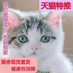 中华田园猫奶牛猫狸花猫活物小猫宠物猫小奶猫便宜白橘猫可爱幼猫