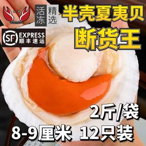 半壳夏夷贝8-9厘米鲜活冷冻海鲜带壳超大水产粉丝蒜蓉扇贝烧烤