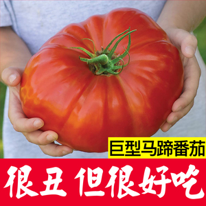 巨型马蹄番茄苗秧西红柿种籽丑八怪柿子种子四季盆栽阳台牛排番茄