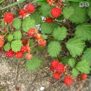 茅莓苗/覆盆子苗/树莓树苗种子野果树苗新鲜复盆子野草莓盆栽易活