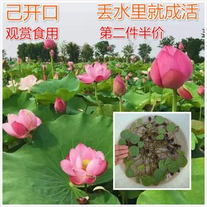 大型荷花种子莲子种已开口1件50粒盆栽红莲湘莲带壳老莲子