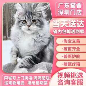 缅因猫幼猫纯种库恩猫银虎棕虎烟灰缅因猫长毛猫巨型猫幼崽宠物猫