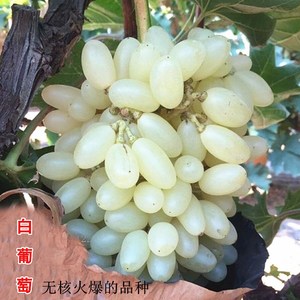 新品种白玉葡萄树苗马奶提子无核葡萄南方北方种植葡萄苗当年结果