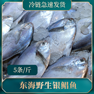 银鲳鱼新鲜冷冻 东海舟山野生流网鲳鱼白鲳平鱼烧烤食材 约5条/斤