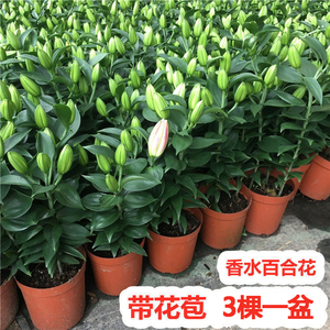 香水百合花鲜花盆栽带花苞四季开花阳台庭院花卉植物室内花苗好养