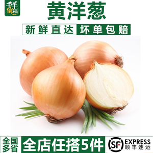 【千牛优福】黄洋葱500g 白洋葱圆葱头蔬菜新鲜农家自种包邮