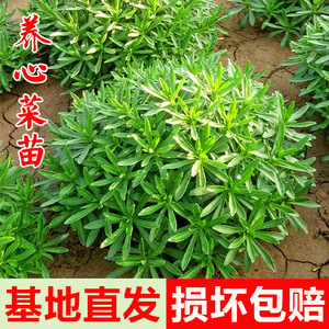 养心菜高钙菜救心菜根苗可食用四季播阳台盆栽特色保健蔬菜根苗