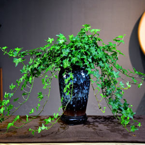 常春藤盆栽桌面装饰植物室内中式简约常青藤阳台好养绿植四季常青