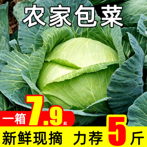 新鲜包心菜现摘圆莲花白菜当季农家自种蔬菜绿甘蓝5斤卷心菜沙拉