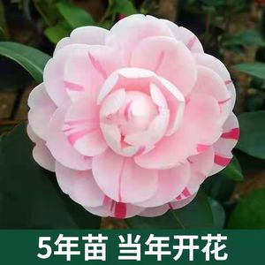 五年茶花盆栽带花苞花卉观花四季树苗室内外阳台庭院浓香山茶花苗