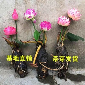 睡莲水培植物四季开花睡莲种孑无土七彩水莲花室内大睡莲根块水养