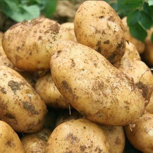 贵州特产马铃薯农家种植黄心皮新鲜本地土豆新洋芋蔬菜新土豆现挖